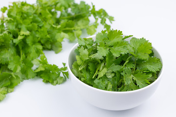 採りたての新鮮パクチー