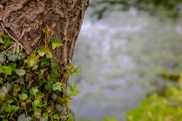 Ivy seen creeping up the side of a large willow tree as seen by the side of a pond.