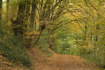 Fototapeta premium autumn forest way