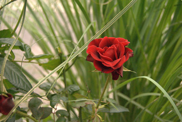 Red rose