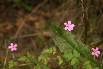 Small flowers