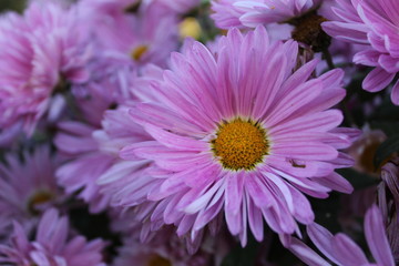 photo of daisies flowers.daisies with lilac petals.they bloom in the garden in summer.