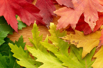 Autumn concept with colorful leaves and wooden background