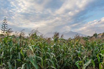 Corn field in Arequioa in Peru