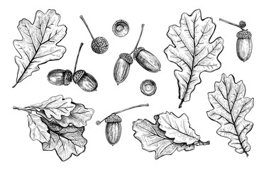 Set of different hand drawn oak leaves and acorns. Vector illustration in sketch style, botanical design elements isolated on a white background - 298657152
