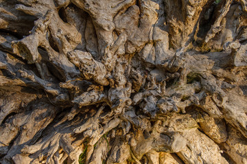 Tree roots on the territory of Monastery of Santa Catalina de Siena - a monastery of nuns of the Dominican Second Order, located in Arequipa (Peru)