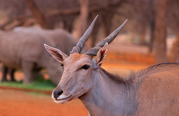 Beautiful Images  of African largest Antelope. Wild african Eland antelope  close up, Namibia, Africa