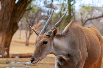 Beautiful Images  of African largest Antelope. Wild african Eland antelope  close up, Namibia, Africa © Yuliia Lakeienko