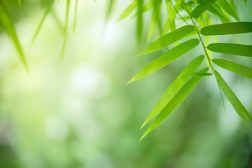 Bamboo leaves, Green leaf on blurred greenery background. Beautiful leaf texture in sunlight....