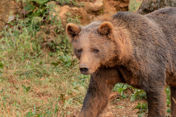 Fototapeta premium a brown bear walking through a green meadow