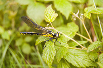 Dragonfly