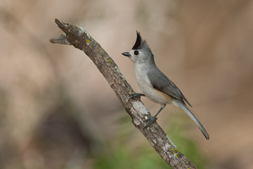 Black-crested Titmouse taken in southern Texas