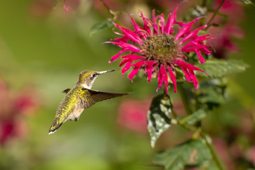 Ruby-throated Hummingbird at flower taken in central MN