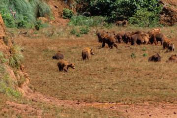 a brown bear walking through a green meadow