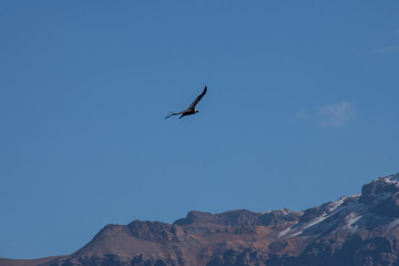 Fototapeta na wymiar A soaring сondor above the Colca canyon in Peru