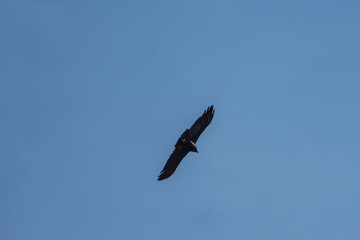 A soaring сondor above the Colca canyon in Peru