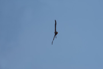 A soaring сondor above the Colca canyon in Peru