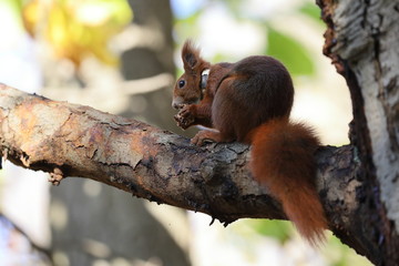 squirrel on tree, autumn in Poland