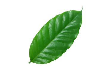 Fototapeta na wymiar isolated​ coffee​ leaf​ on​ white​ background.​ Real​ green​ leaf​ from​ nature.