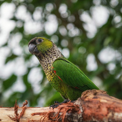 Rainbow lorikeet close up in Birdworld, Kuranda, Queensland, Australia