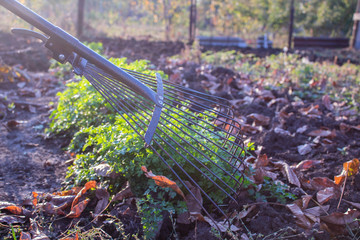 Rake with fallen leaves in the fall. Cleaning the garden in the fall. There is a place for text. Copy space.