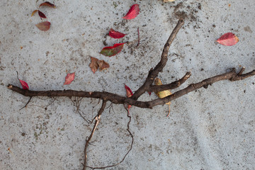 The root of the plant. Close-up. On a natural background. There is a place for text.