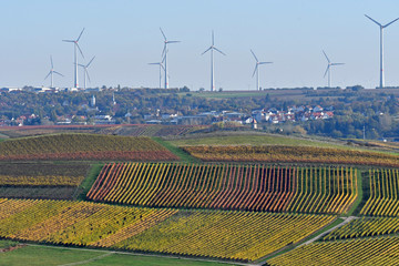  im herbstlichen weinberg bei vendersheim