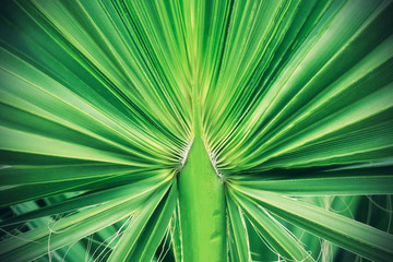 Green tropical palm leaf texture