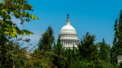 Dome of Capital building framed by trees