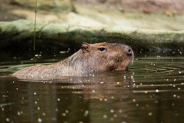 capybara