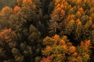 An aerial drone view of a large pine forest