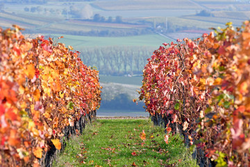  im herbstlichen weinberg bei vendersheim