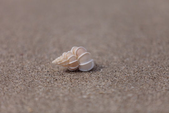 Precious Wentletrap Epitonium scalare  shell