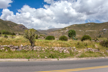 Cactus near the road in Peru