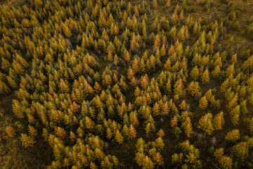 An aerial drone view of a large pine forest