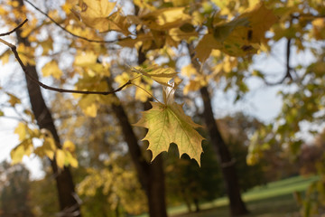Yellow leaves in autumn park, golden fall