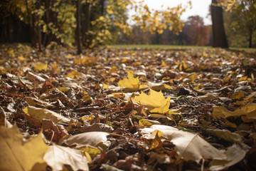 Yellow leaves in autumn park, golden fall
