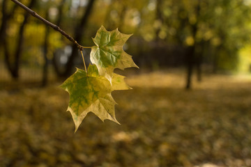 Yellow leaves in autumn park, golden fall