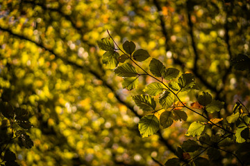 Morning light through autumn leaves
