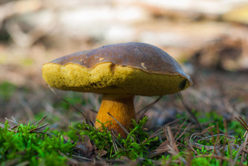 Fototapeta premium Mushrooms