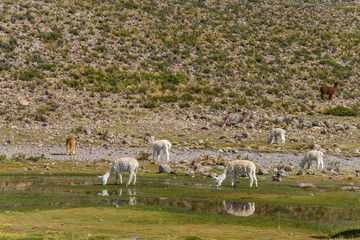 Alpacas are grazing on a field in Peru