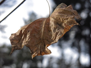 a lone maple leaf on a tree in autumn