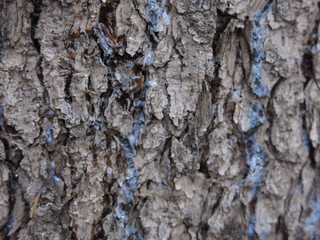spruce bark with blue resin