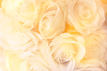 romantic roses in closeup as a background