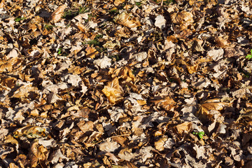 Background texture dry fallen autumn leaves. Close up.