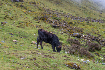 Cow is grazing on the mountain in Peru (Salkantay track)