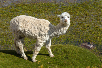 Alpacas are grazing on a field in Peru