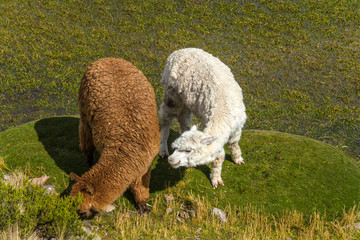 Alpacas are grazing on a field in Peru