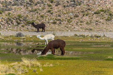 Alpacas are grazing on a field in Peru