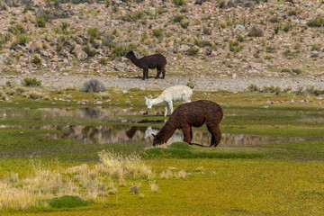 Alpacas are grazing on a field in Peru